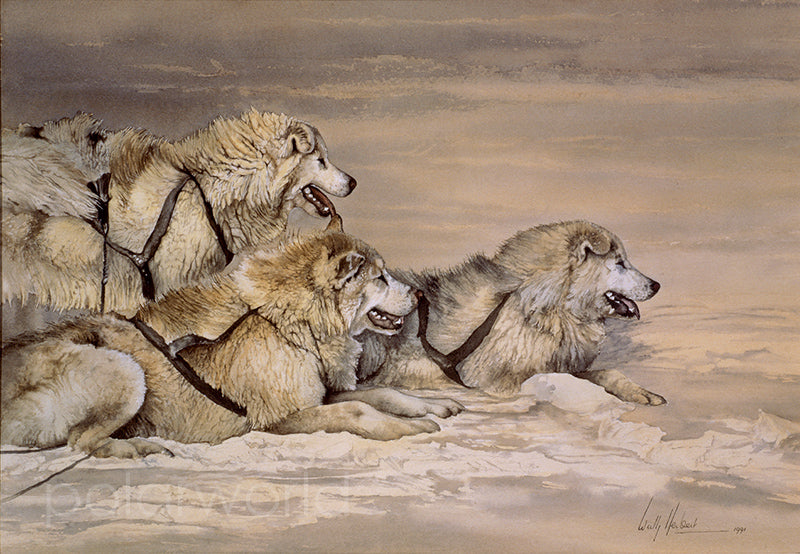Huskies - Fine Art Print by Sir Wally Herbert